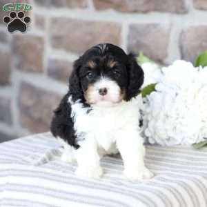 Carlee, Cavapoo Puppy